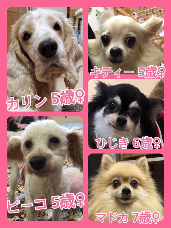 🐾今日の里親様募集中ワンコ🐶メンバーです🐾2020,8,26